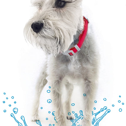 Collar Ajustable contra Agua