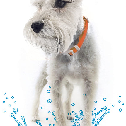 Collar Ajustable contra Agua